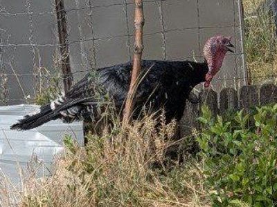 Young turkey