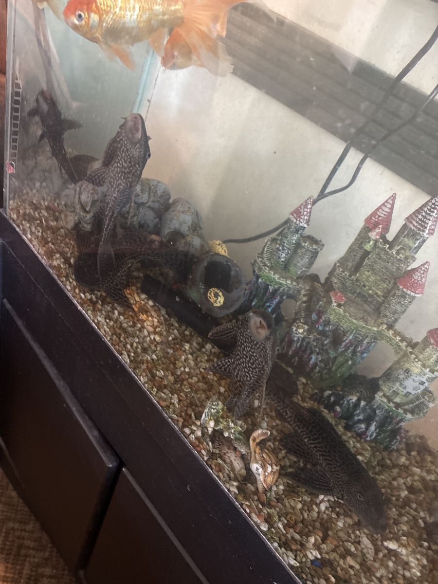 Plecos PLEASE HELP