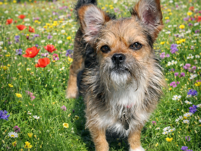 Terrier - Small Terrier Mix Male - Available for Adopltion