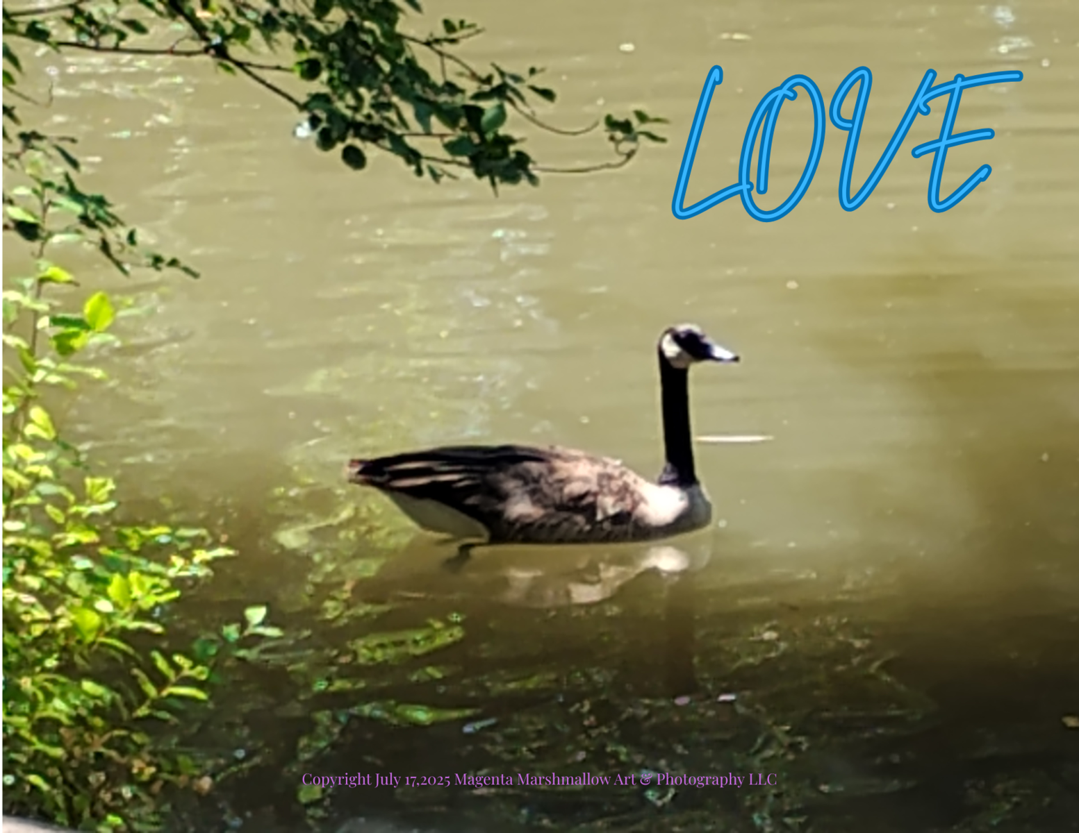 Goose at the pond - LOVE - Canvas Print
