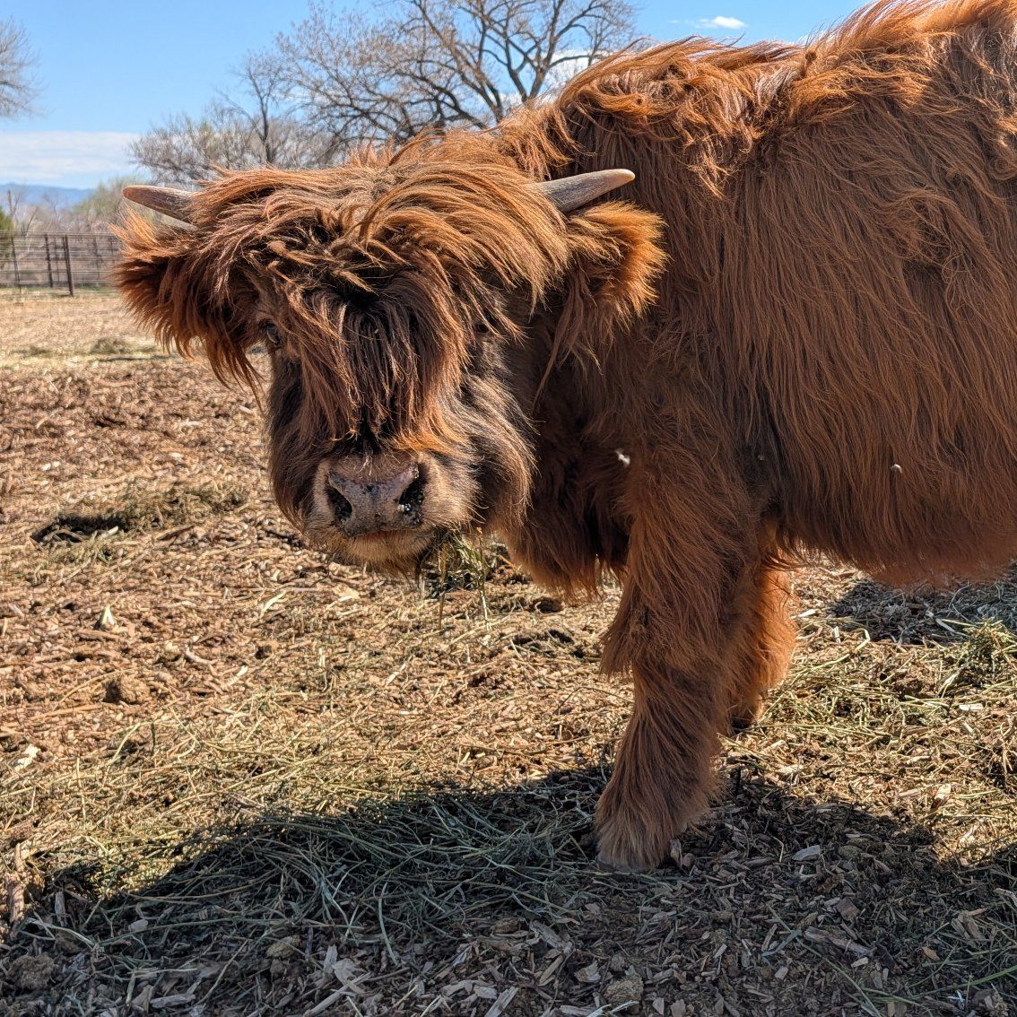 Highland Bull full bred
