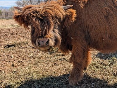 Highland Bull full bred