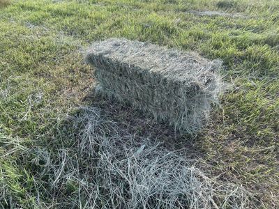 Good pasture grass
