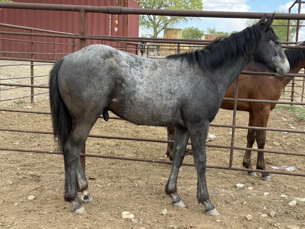 AQHA YEARLING COLT, ASOF/TRAFFIC GUY