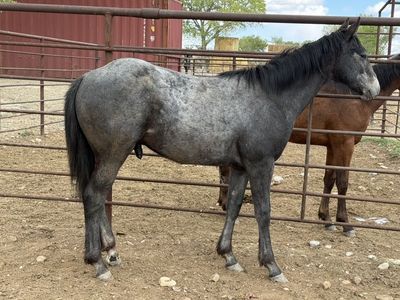 AQHA YEARLING COLT, ASOF/TRAFFIC GUY