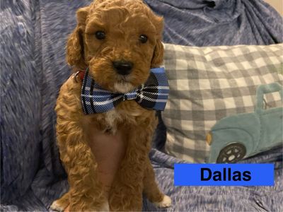 Only one left!!! F1BB Goldendoodle Puppies for sale-