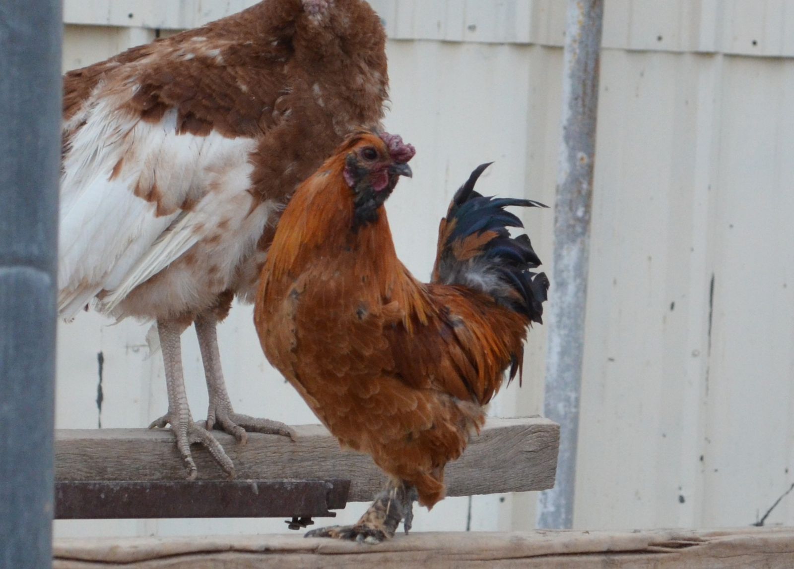Easter Egger Chicken