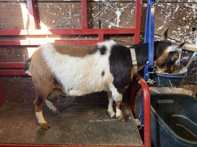 Nigerian Dwarf Does in Milk