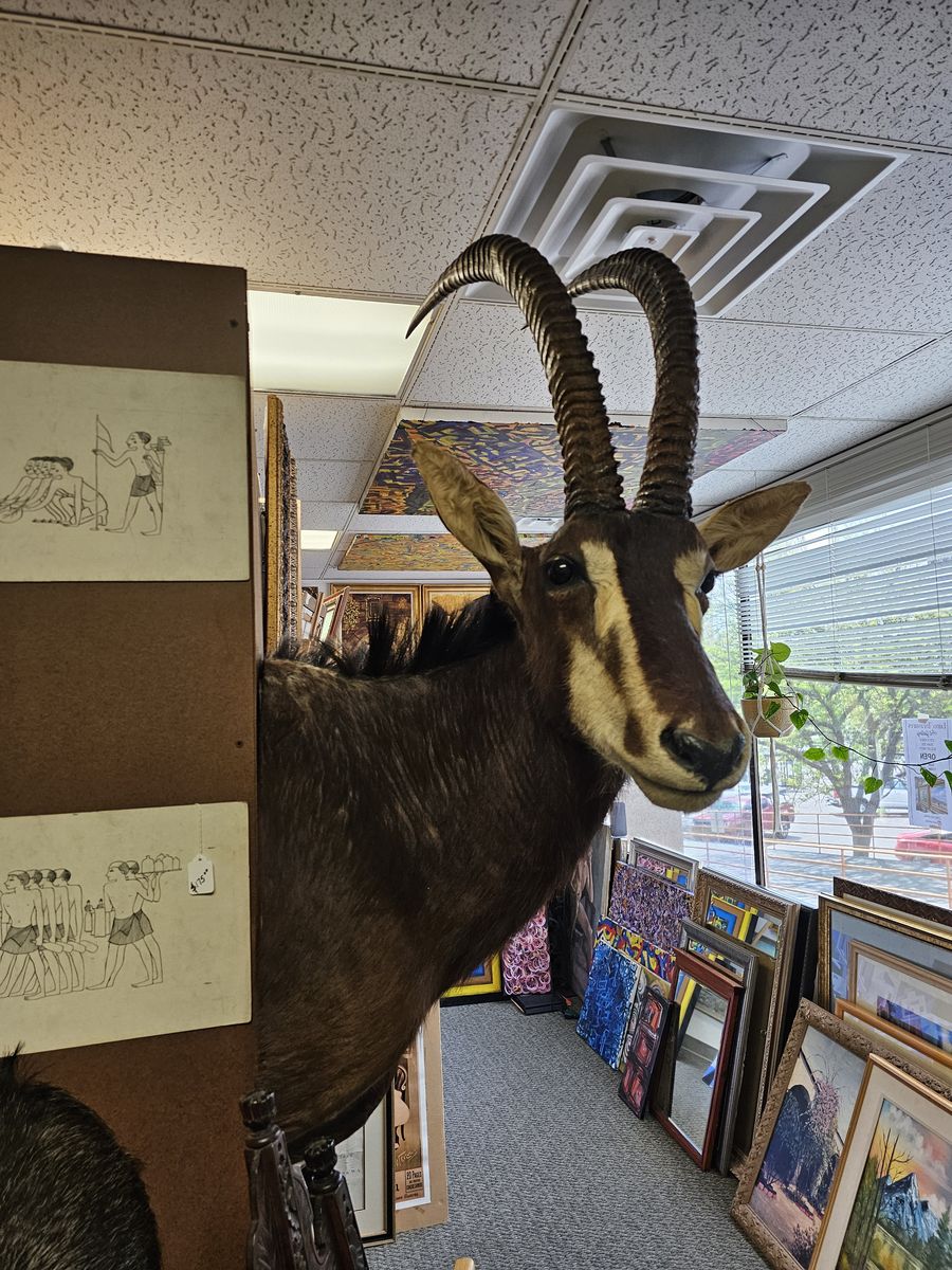 African Sable Antelope Taxidermy Shoulder Mount - Large Trophy Horns
