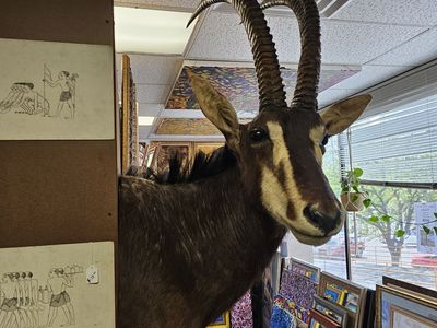 African Sable Antelope Taxidermy Shoulder Mount - Large Trophy Horns