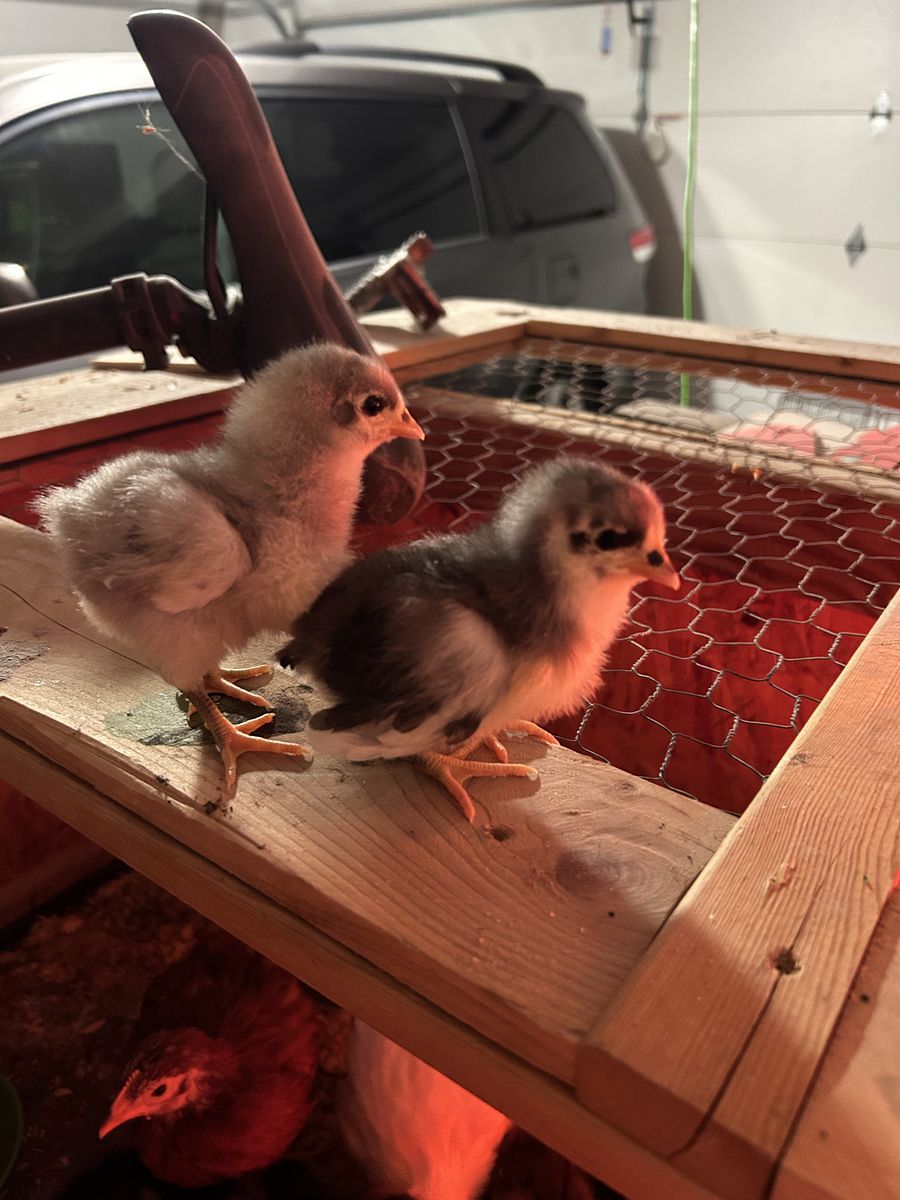 Australorp Chicks