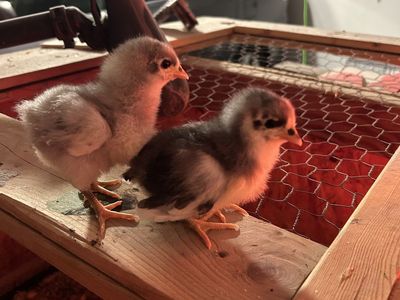 Australorp Chicks