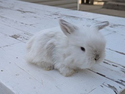 Holland Lop Pedigreed baby bunny!