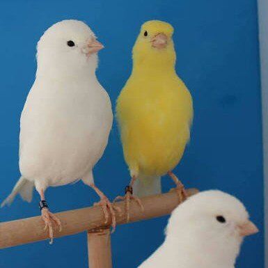 pure white and yellow canaries