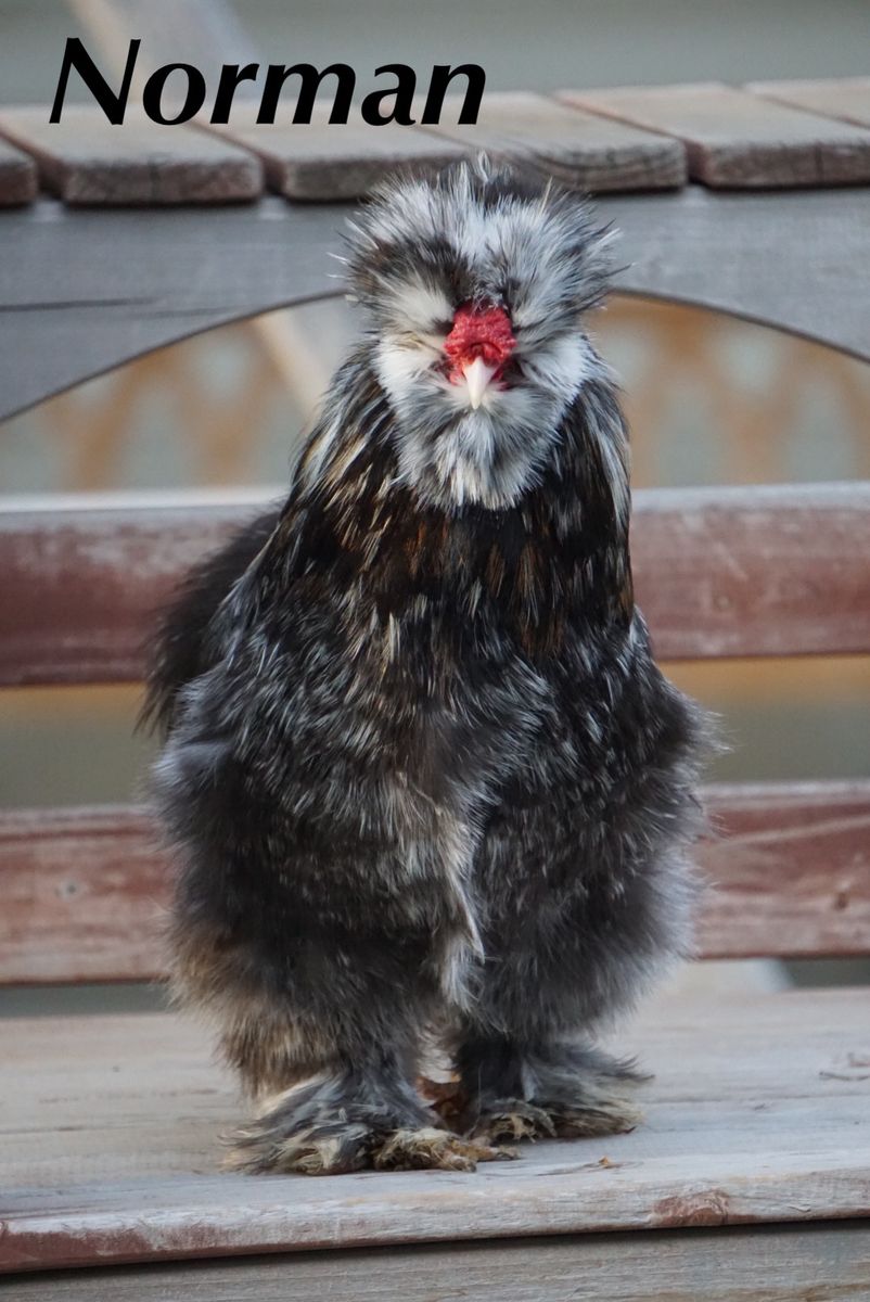 Mottled Silkie Cockerels! FREE Fuzzy Farm Mascots!