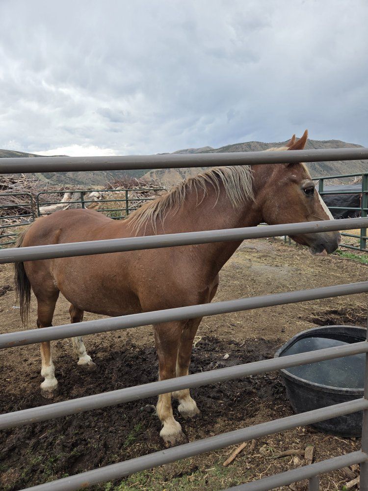 Beautiful Sorrel quarter horse mare .