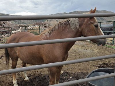 Beautiful Sorrel quarter horse mare .