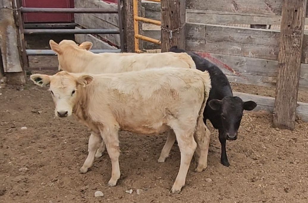 Tiedown/breakaway calves