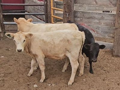 Tiedown/breakaway calves