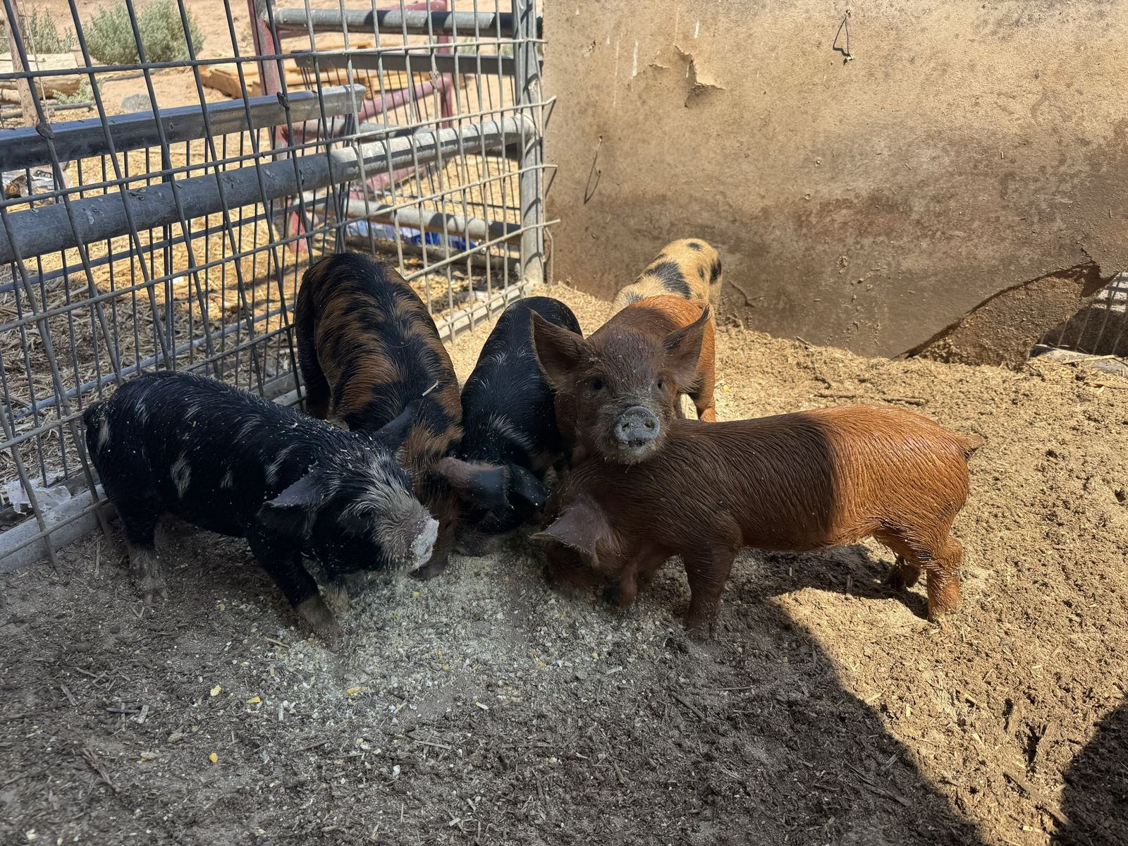 Kunekune piglets