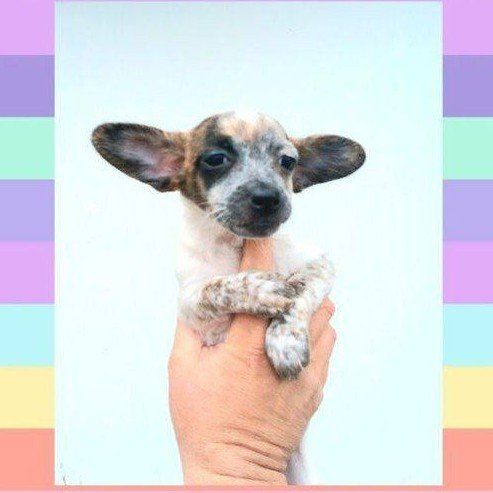 *LAST* Cutest *TINY* Deer Chihuahua Puppy. *RARE* Brindle Blue/ Tan Merle Female
