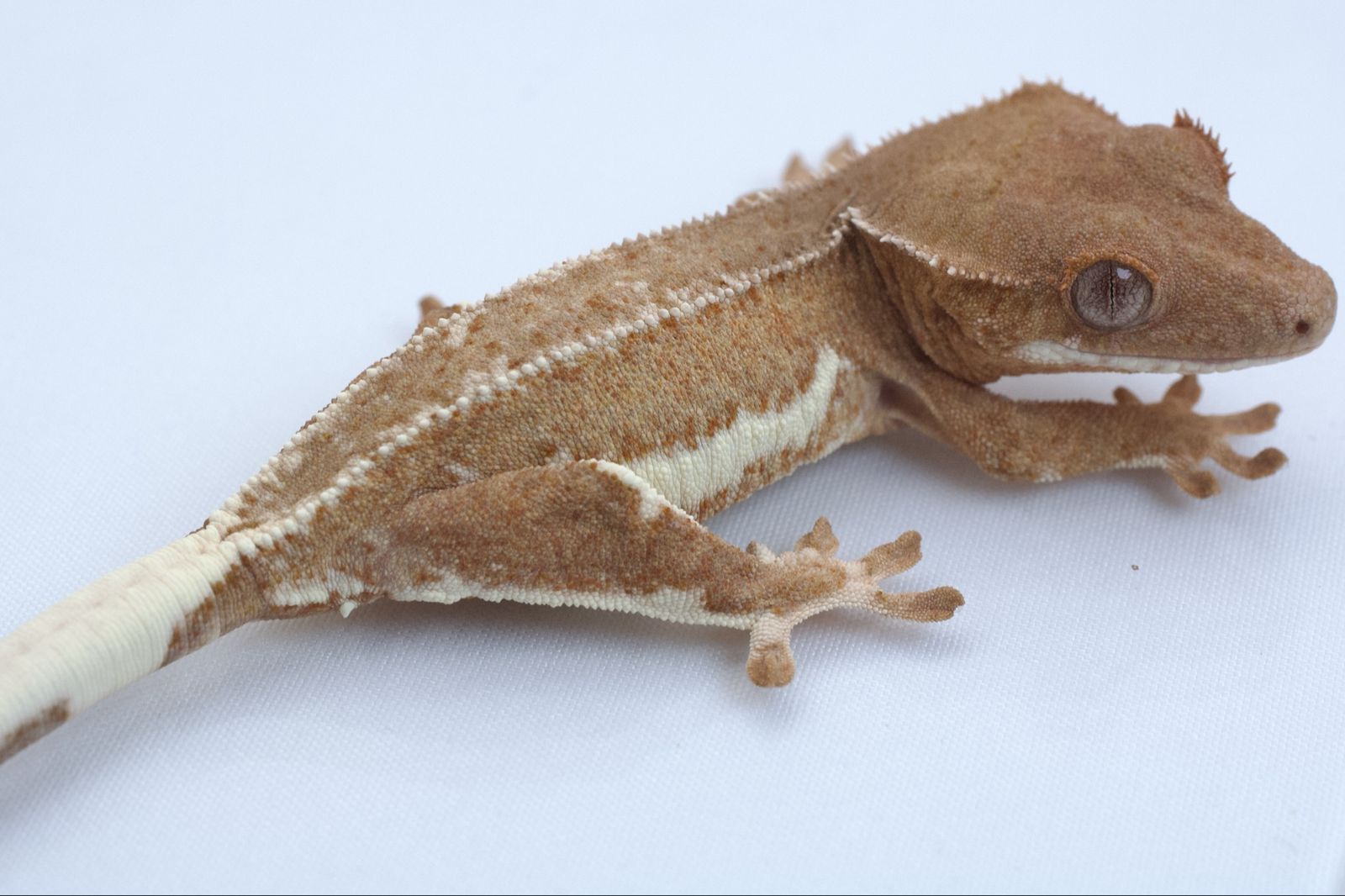 Young Crested Gecko