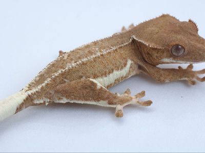 Young Crested Gecko