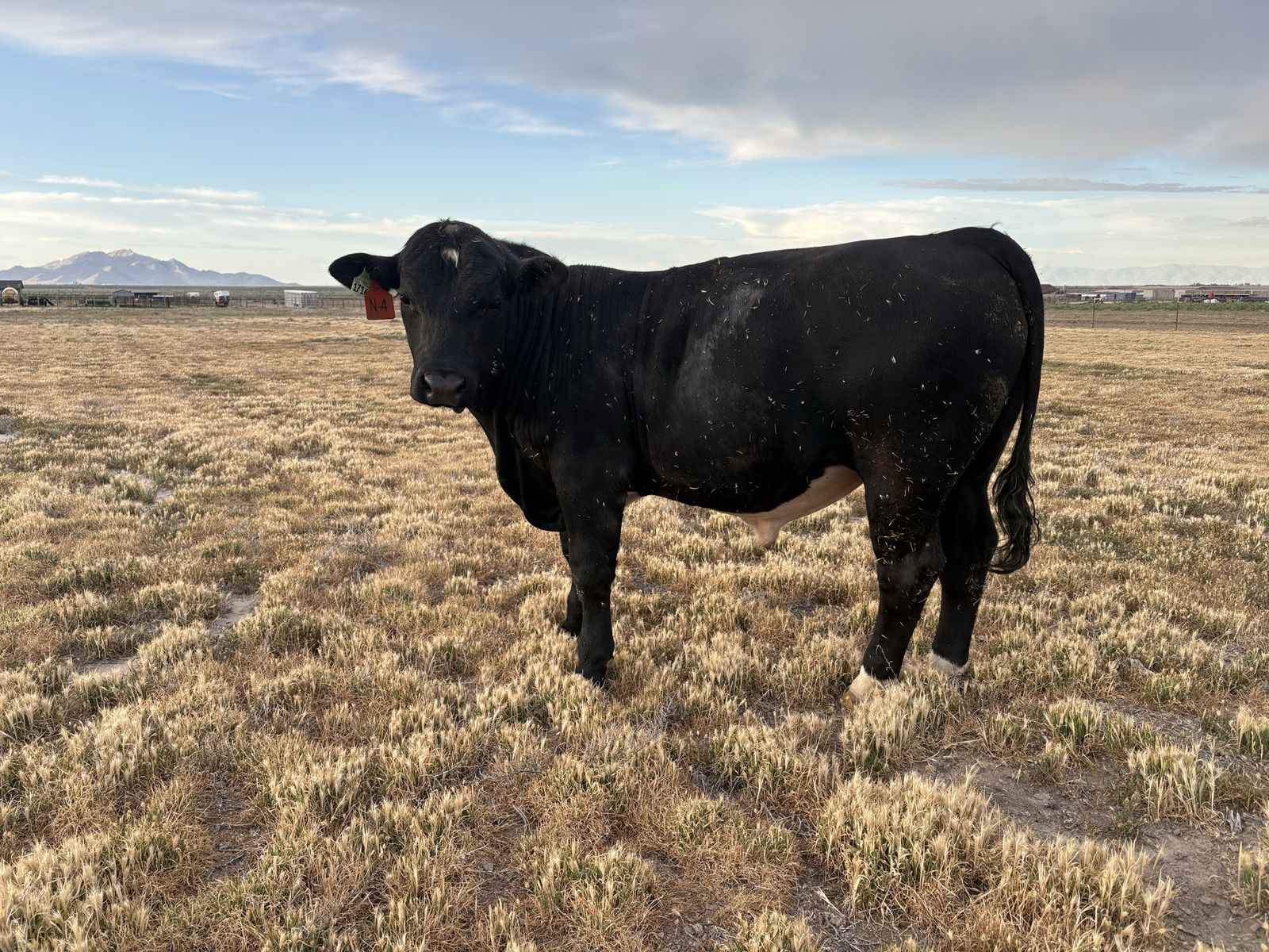 SIMANGUS Bull