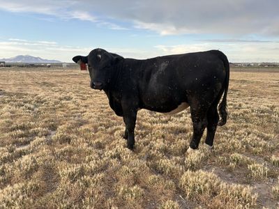 SIMANGUS Bull
