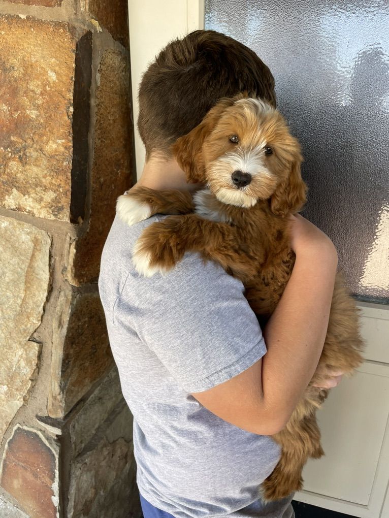 Red Tuxedo Goldendoodle Boy, Ready Now