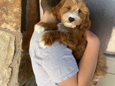 Red Tuxedo Goldendoodle Boy, Ready Now