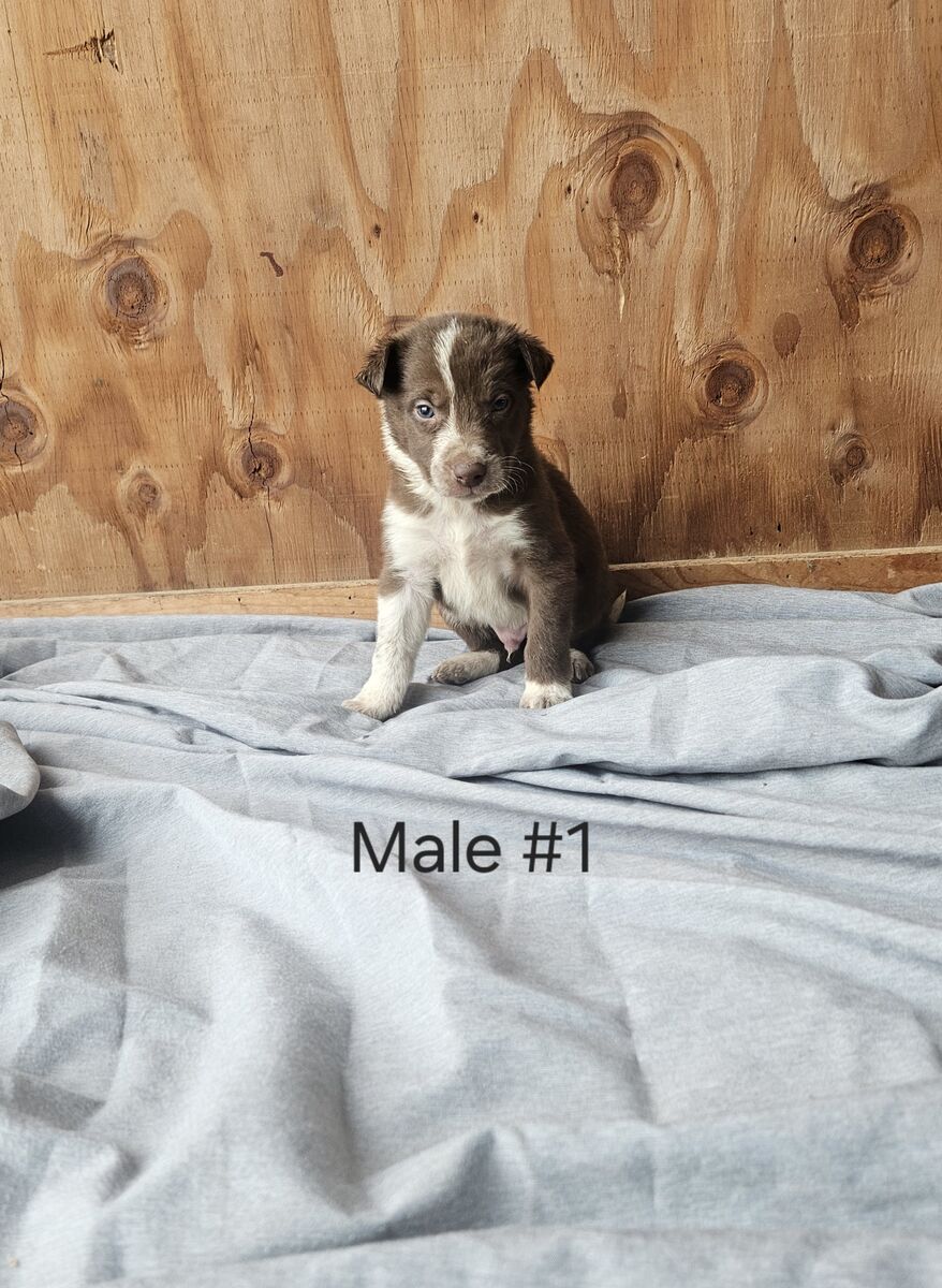 Colorful ABCA Registered Border Collie Pups