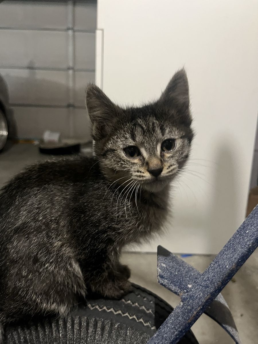 Mixed tabby kittens