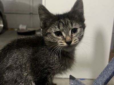 Mixed tabby kittens