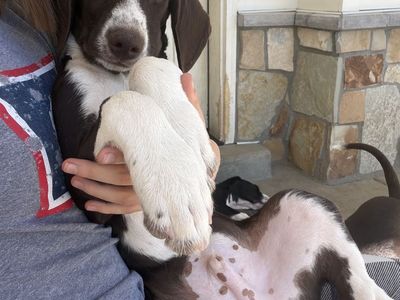 Mountain Pointer Puppies - First Generation Hybrid: German Shorthair Pointer and Bernese Mountain Dog