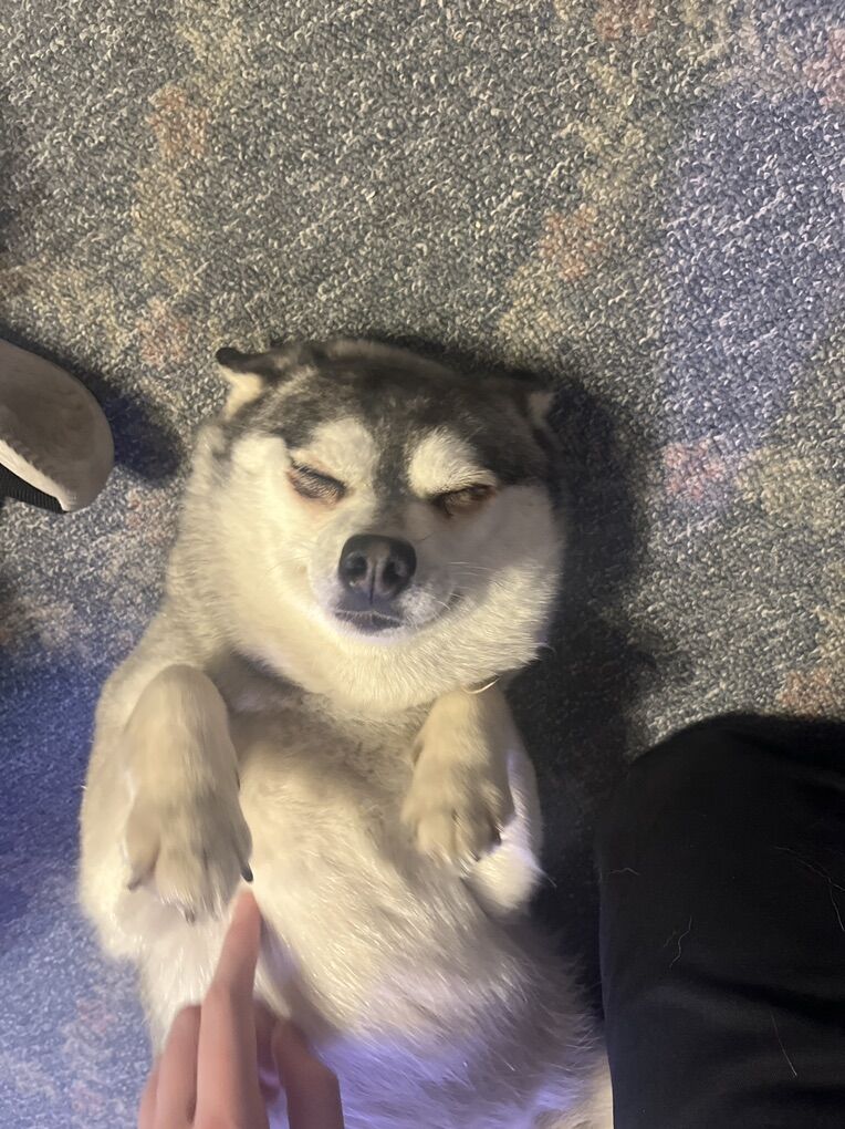 Pure Breed Alaskan Klee Kai !!!!!