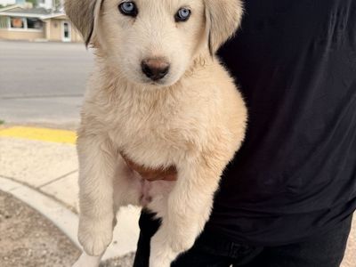 Husky puppies
