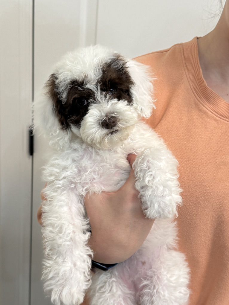 Multigenerational Australian Labradoodle