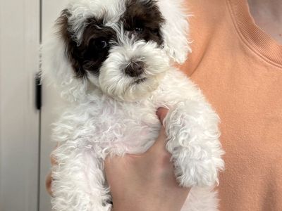 Multigenerational Australian Labradoodle
