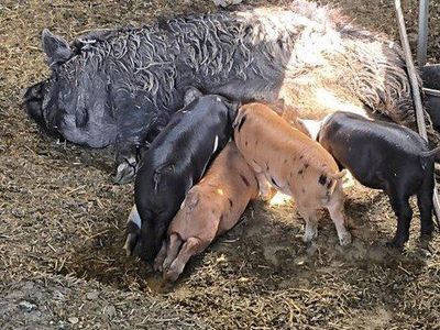kune kune Piglets for Sale - Various Colors
