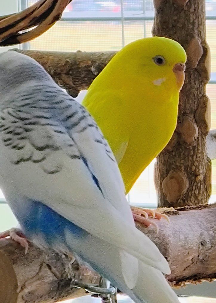 Pair of budgies > a year old