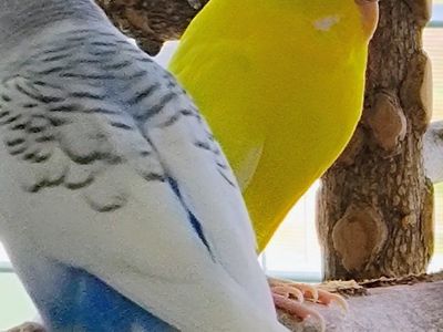 Pair of budgies > a year old