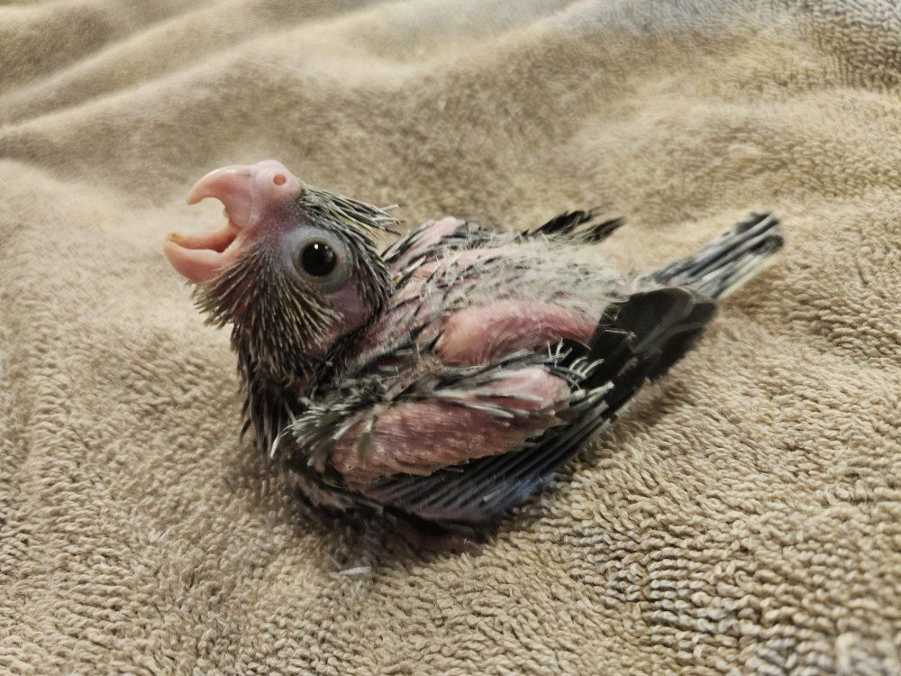 Baby Cockatiel for Hand Feeding