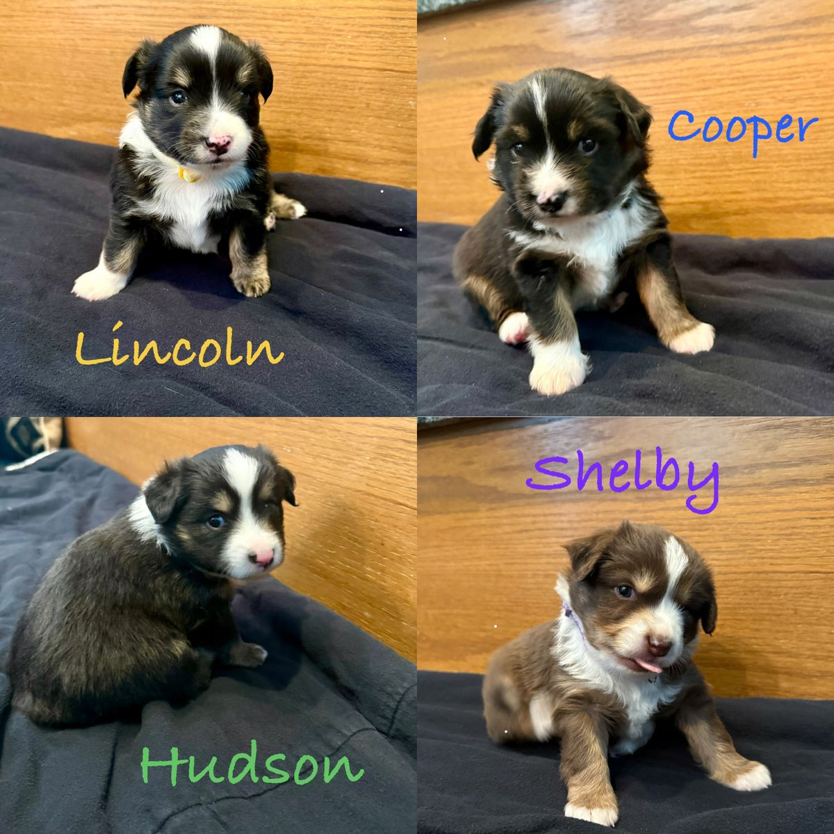 Mini Aussie Shepard Puppies-American Stock Dog registered