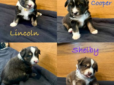 Mini Aussie Shepard Puppies-American Stock Dog registered