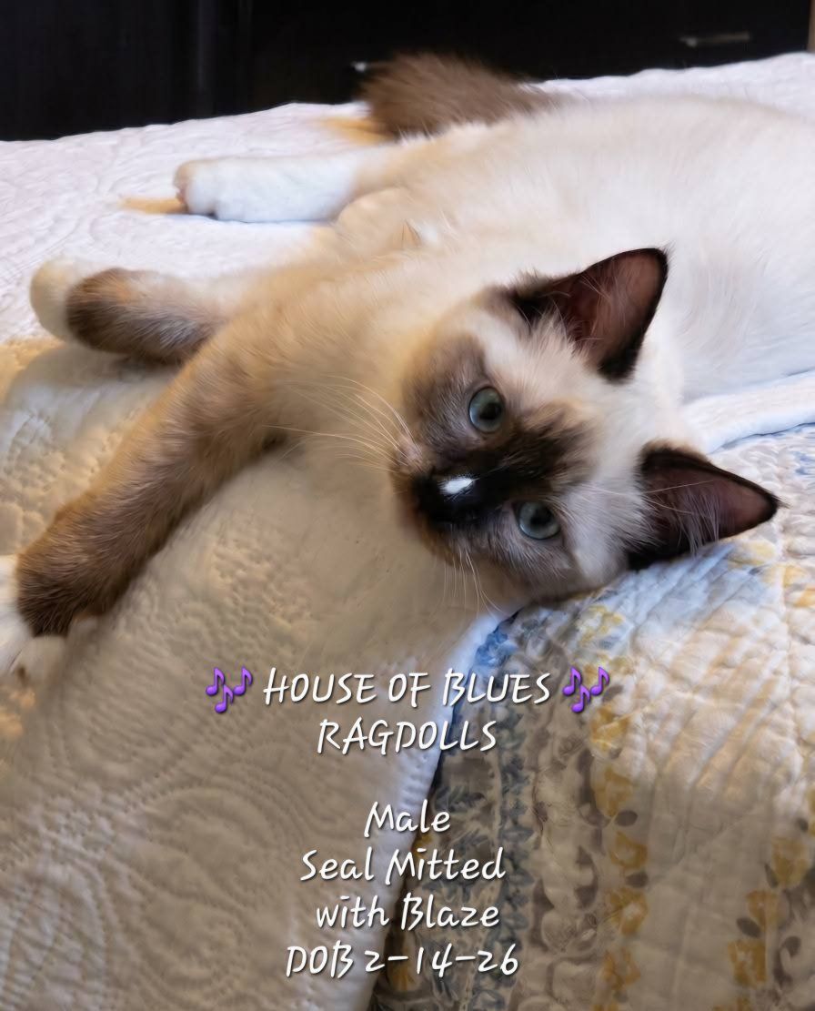 RAGDOLL KITTEN Purbred TICA REGISTERED