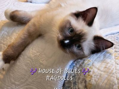 RAGDOLL KITTEN Purbred TICA REGISTERED