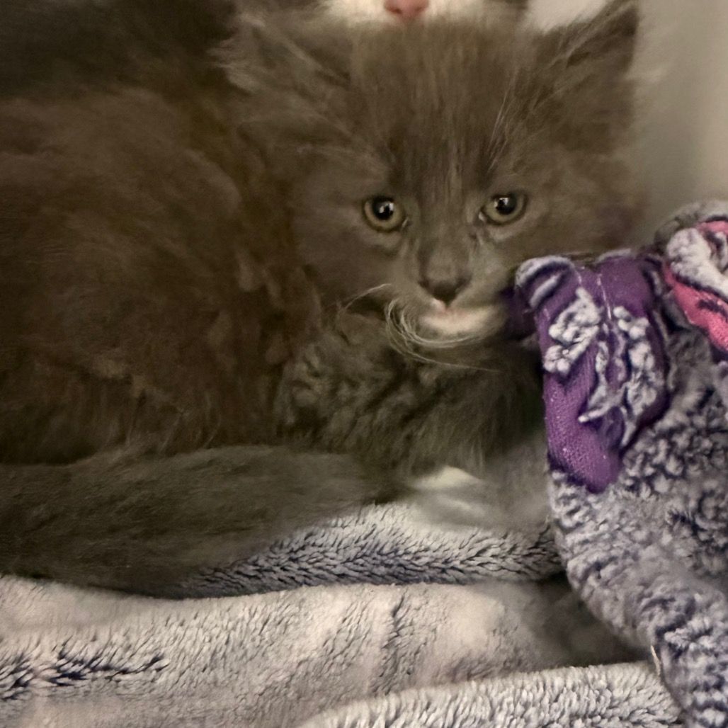 Hello my name is Allan