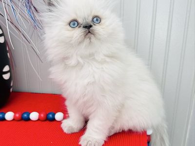 Purebred Persian Kittens