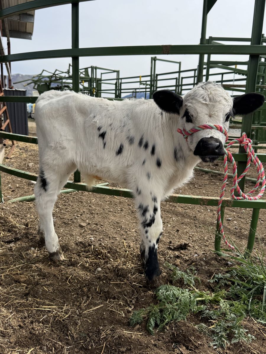 Highpark/Highland Bull calf